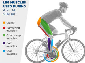 Read more about the article BIOMECHANICS OF CYCLING